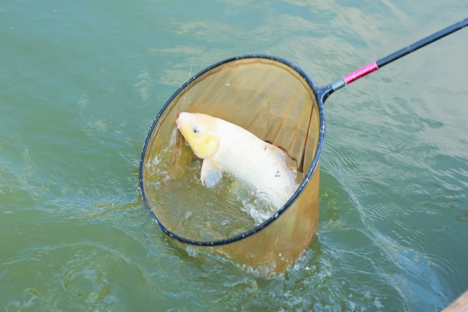 HZ, 为进一步提 HZ, 为进一步提